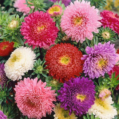 Aywal Aster Princess Mixed Flower Seed(40 per packet)