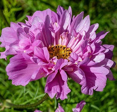 VibeX XLL-86 - Fizzy Pink Cosmos Flower - (270 Seeds) Seed(270 per packet)