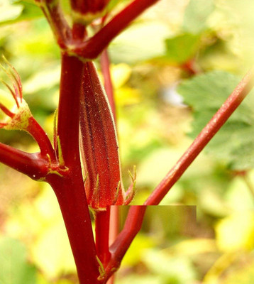 Qualtivate HYB-4A OKRA LAAL BHINDI Seed(350 per packet)