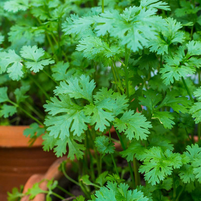 VibeX LX-47 - Certified Cilantro - (750 Seeds) Seed(750 per packet)