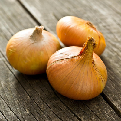 KNESSiN Open-Pollinated Stuttgarter Onion Seeds For Kitchen Gardening-(2400 Seeds) Seed(2400 per packet)