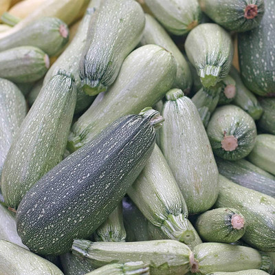Qualtivate GBPT-6A Zucchini Squash Seeds Seed(30 per packet)