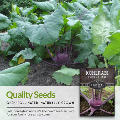 WILLVINE GOI -VII Azur Star Kholrabi/Knolkhol F1 Hybrid [50g] Seed(15000 per packet)