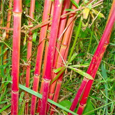 BJUBAS red bamboo tree seeds for plant/bamboo seeds 27 Seed(27 per packet)