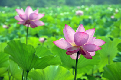 nesto lotus,kamal gatta Seed(11 per packet)