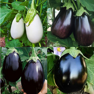ibains Vegetable seeds brinjal pack of 60 Seed(60 per packet)