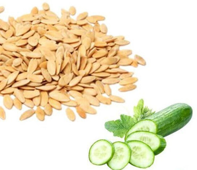 GreenHavenn CUCUMBER SEEDS/KHEERA BEEJ Seed(50 per packet)