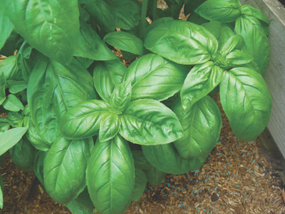 XEFRA Basil Sweet Large Leaf Seed(50 per packet)