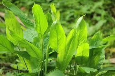 VENUS ONLINE Rare Arrow root (koova kizhangu) herb plant Seed(1 per packet)