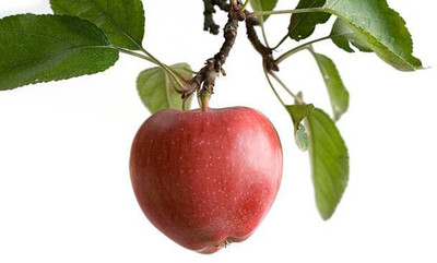 Decon Apple Seed(10 per packet)