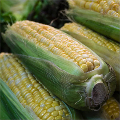 Qualtivate GXL-6AT Butter and Sugar Sweet Corn - Bi Color Seed(400 per packet)