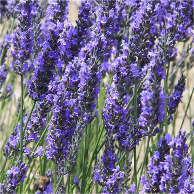 VibeX LX-81 - Lavender (Lavandula angustifolia) - (750 Seeds) Seed(750 per packet)