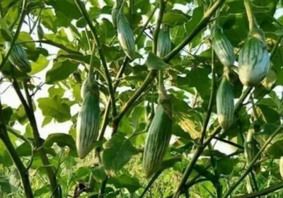 UGRA Brinjal Seed(50 per packet)