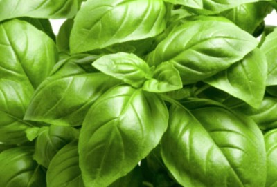 Quentova Italian Basil Seed(300 per packet)