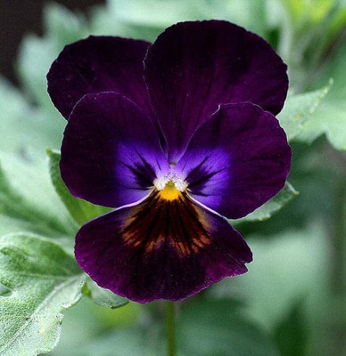 the green dotcom Pansy flower seeds for gardening PACK OF 46 Seed(46 per packet)