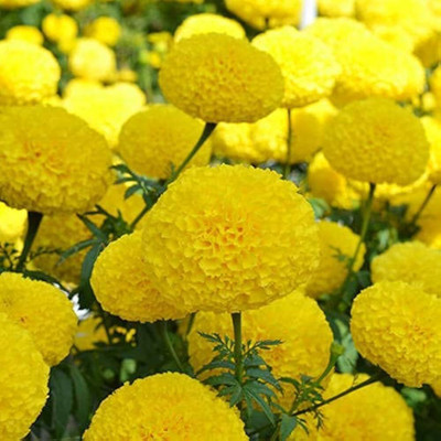 MOONQULTY Golden African Marigold Yellow Colour Flower Seed(46 per packet)