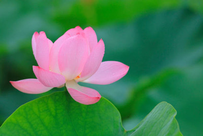 Gettyfy lotus,kamal gatta Seed(14 per packet)