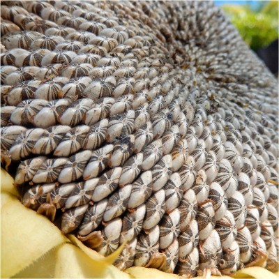 Biosnyg YRS-91 Mammoth Grey Stripe Sunflower (Helianthus annuus)-[50 Seeds] Seed(50 per packet)