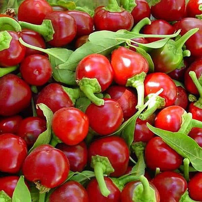 DIVINE CHILLI , PEPPER Seed(50 per packet)