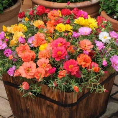 SUAA Portulaca Rose Double Mix Flower Seed(111 per packet)