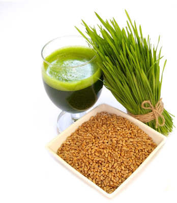KNESSiN Open-Pollinated Microgreen Wheatgrass Seeds For Indoor Planting-(5000 Seeds) Seed(5000 per packet)