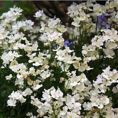 LPR NEMESIA Seed(75 per packet)