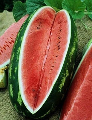 Qualtivate HUA-8A Congo (Supersweet) Watermelon Seeds Seed(100 per packet)