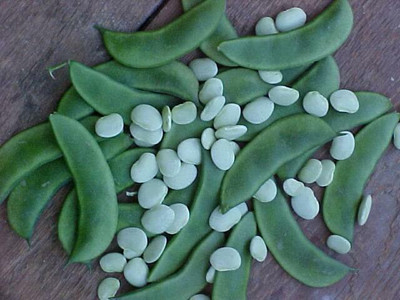 SELOW Cangreen Lima Bean Seed(20 per packet)
