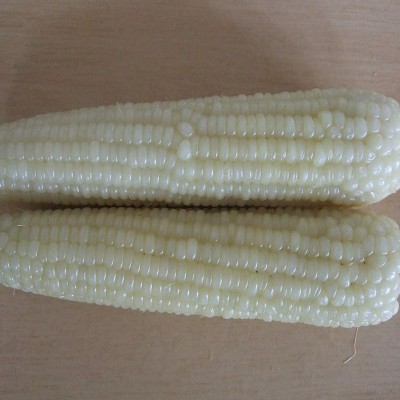 CYBEXIS Sweet Delicious Waxy White Corn Seeds500 Seeds Seed(500 per packet)