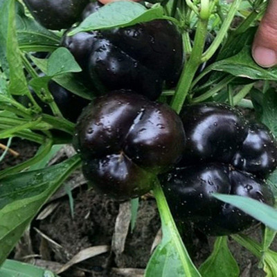 CYBEXIS F1 Hybrid Black Sweet Pepper Capsicum Seeds 600 Seeds Seed(600 per packet)