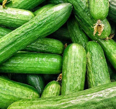CYBEXIS TLX-41 - Cucumber Beit Alpha - (150 Seeds) Seed(150 per packet)
