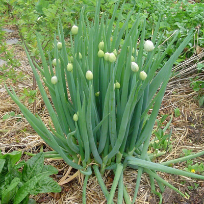 Biosnyg Fast Growing Welsh Onion Seeds For Gardening-(750 Seeds) Seed(750 per packet)