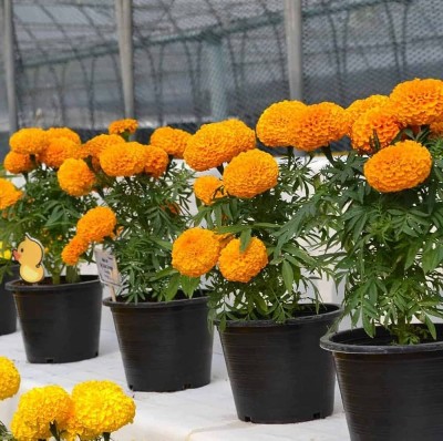 wequality pot marigold seeds/Marigold seeds 145 Seed(145 per packet)