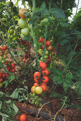 cauliflower tomato Seed(140 per packet)