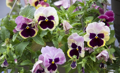 Quentova Tutti Frutti large-flowered pansy - mixture-ROC-6W Seed(50 per packet)