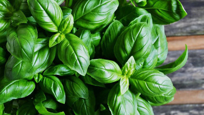OFKEN Italian Large Leaf Basil Seed(80 per packet)