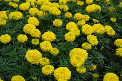 VNR marigold/gende ka phool flower seeds Seed(75 per packet)