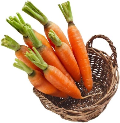 KNESSiN Carrot Orange Seed(2500 per packet)