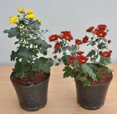 CYBEXIS Shevanti / Chrysanthemum / Guldavari Seeds Seed(1 g)
