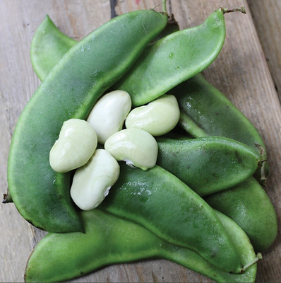 WATIKA Improved Lima Bean Seed(400 per packet)