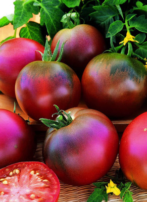 CYBEXIS Tomato Black Russian Vegetable Seeds2000 Seeds Seed(2000 per packet)