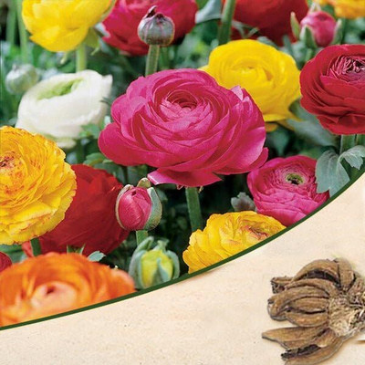 Epazo Buttercup/Ranunculus (Snow White) Imported and Healthy Flower Bulbs Seed(1 per packet)