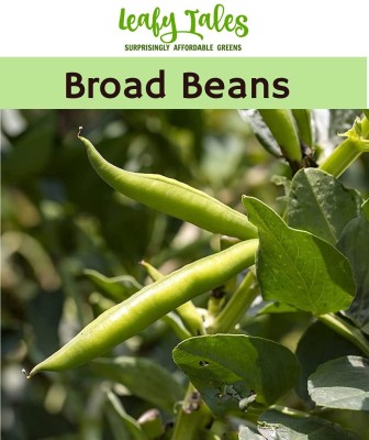 Leafy Tales Broad Beans Seed(500 per packet)