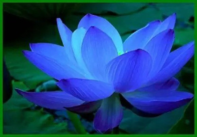 Aro Lotus, Kamal Seed(36 per packet)
