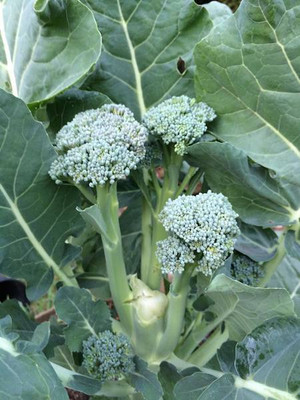CYBEXIS Broccoli Varieties-'Apollo'500 Seeds Seed(500 per packet)