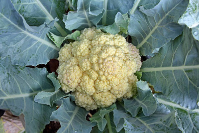 AARADYAPRIYAL white cauliflower,gobhee seeds Seed(10 per packet)