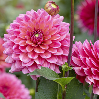 SREE Dahlia Pompon Seed(30 per packet)