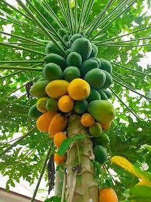 BDSresolve papaya seeds for planting pack of 47 Seed(47 per packet)