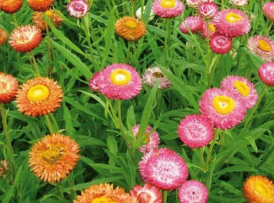 Aywal Helichrysum Mixed Seed(40 per packet)