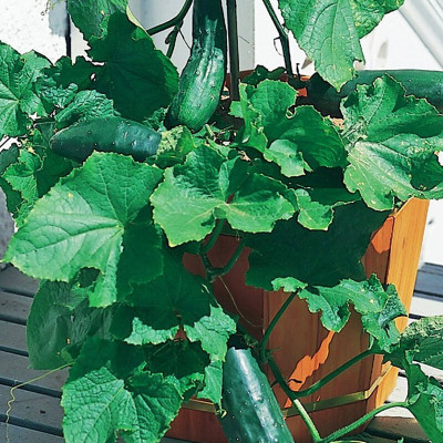 Hybrid Galaxy Fresh VNR Cucumber Vegetable Hybrid Seed(300 per packet)